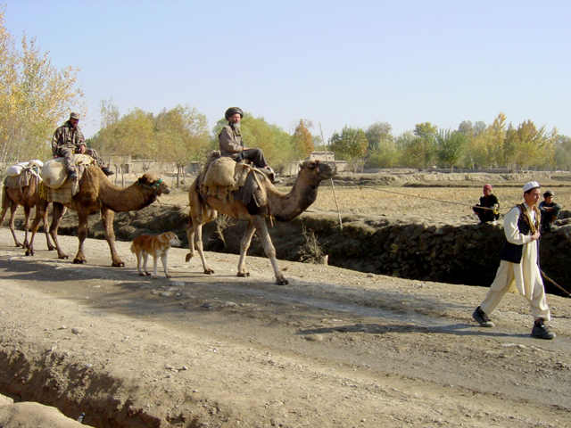 Two Camels Being Led